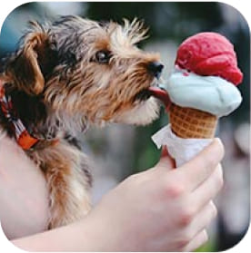 A dog licking ice cream